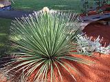 Grass tree 